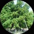 -石川県-御仏供杉